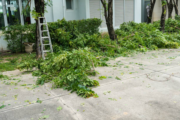 How Our Tree Care Process Works  in  Bel Air South, MD