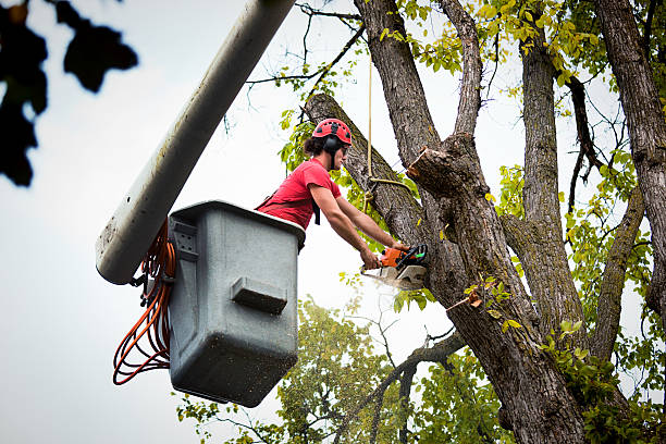 Professional  Tree Services in Bel Air South, MD